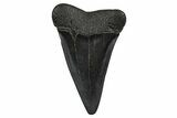 Fossil Broad-Toothed Mako Tooth - South Carolina #374789-1